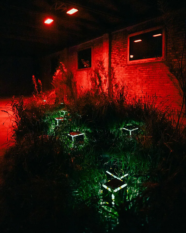 Installazione notturna con piccoli cubi luminosi posizionati tra ciuffi di erba alta, con una illuminazione rossa laterale.